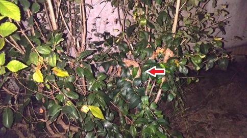 京都府綴喜郡宇治田原町で庭木（ツバキ）に営巣したコガタスズメバチの蜂の巣駆除