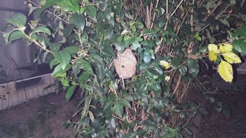 京都府綴喜郡宇治田原町で庭木（ツバキ）に営巣したコガタスズメバチの蜂の巣駆除