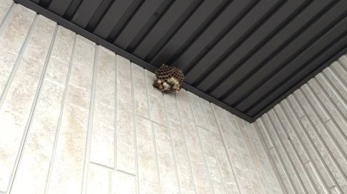 京都府綴喜郡宇治田原町でベランダ天井に営巣したアシナガバチの蜂の巣駆除