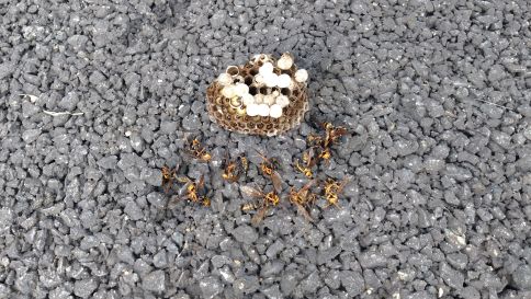 京都府綴喜郡宇治田原町でベランダ天井に営巣したアシナガバチの蜂の巣駆除