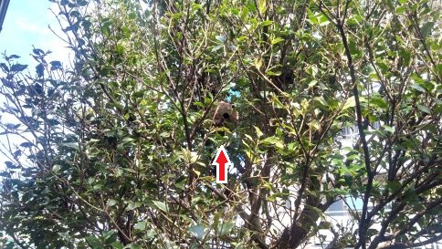 京都府綴喜郡宇治田原町で庭木に営巣したコガタスズメバチの蜂の巣駆除