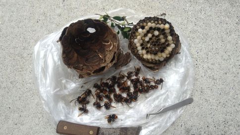 京都府綴喜郡宇治田原町で庭木に営巣したコガタスズメバチの蜂の巣駆除