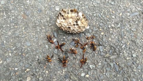 大阪府寝屋川市で１階窓の庇に営巣したアシナガバチの蜂の巣駆除