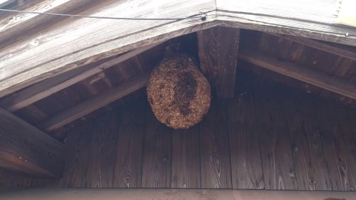 大阪府三島郡島本町で２階の軒下に営巣したキイロスズメバチの蜂の巣駆除
