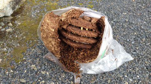 大阪府三島郡島本町で２階の軒下に営巣したキイロスズメバチの蜂の巣駆除