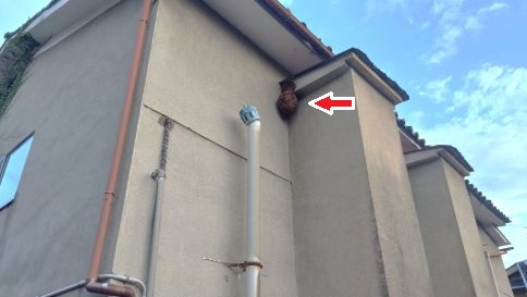 京都府京都市左京区でアパート２階の庇に営巣したキイロスズメバチの蜂の巣駆除