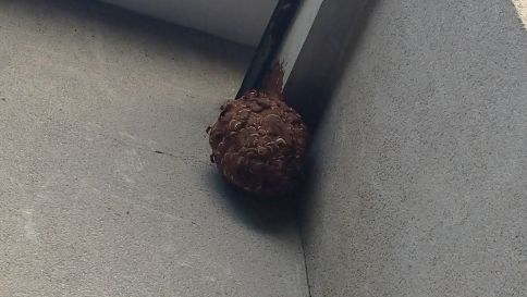 京都府京都市左京区でアパート２階の庇に営巣したキイロスズメバチの蜂の巣駆除