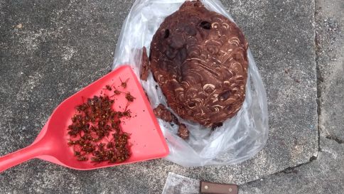 京都府京都市左京区でアパート２階の庇に営巣したキイロスズメバチの蜂の巣駆除
