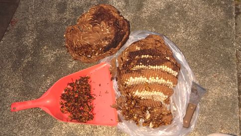 京都府京都市左京区でアパート２階の庇に営巣したキイロスズメバチの蜂の巣駆除