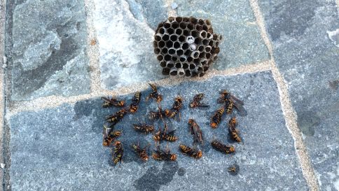 滋賀県彦根市で植え込みに営巣したアシナガバチの蜂の巣駆除