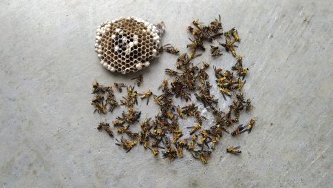 京都府木津川市で屋外ガス給湯器の裏に営巣したアシナガバチの蜂の巣駆除