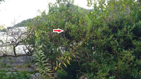 京都府木津川市で垣根に営巣したコガタスズメバチの蜂の巣駆除