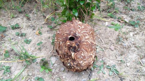京都府木津川市で垣根に営巣したコガタスズメバチの蜂の巣駆除