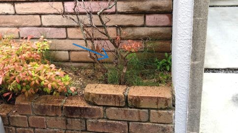 滋賀県東近江市で植え込みに営巣したアシナガバチの蜂の巣駆除