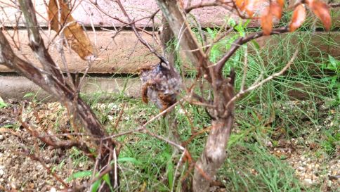 滋賀県東近江市で植え込みに営巣したアシナガバチの蜂の巣駆除