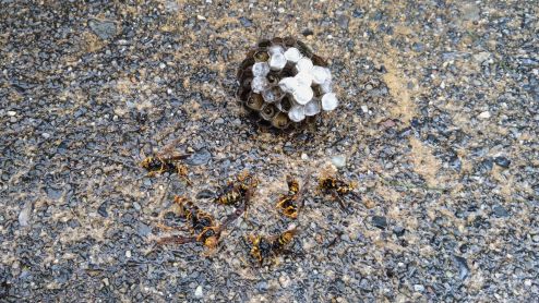 滋賀県東近江市で植え込みに営巣したアシナガバチの蜂の巣駆除