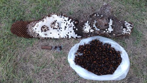 滋賀県東近江市で河川護岸の階段に営巣したオオスズメバチの蜂の巣駆除