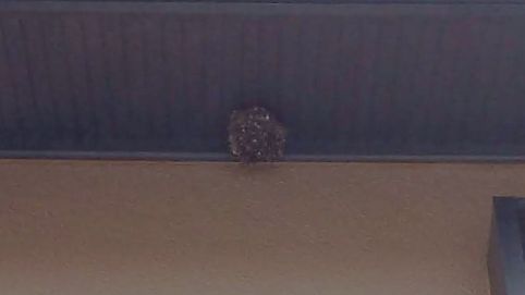 滋賀県湖南市で２階軒下に営巣したアシナガバチの蜂の巣駆除