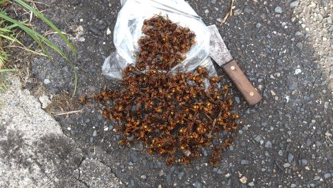 滋賀県湖南市で玄関ポーチ軒天内に営巣したキイロスズメバチの蜂の巣駆除