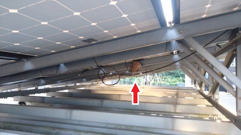 滋賀県湖南市でカーポート上太陽光パネルに営巣したコガタスズメバチの蜂の巣駆除