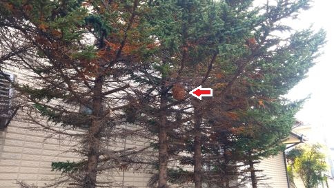 滋賀県犬上郡甲良町で垣根に営巣したコガタスズメバチのハチの巣駆除