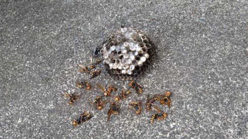 滋賀県犬上郡甲良町で２階ベランダの庇に営巣したアシナガバチのハチの巣駆除