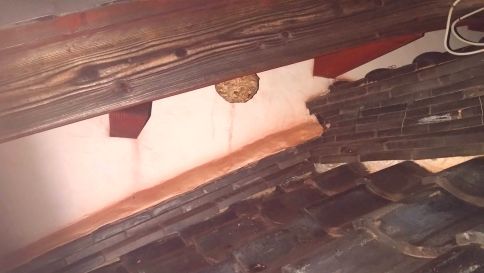 滋賀県蒲生郡竜王町で２階軒下に営巣したコガタスズメバチの蜂の巣駆除