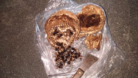 滋賀県蒲生郡竜王町で２階軒下に営巣したコガタスズメバチの蜂の巣駆除