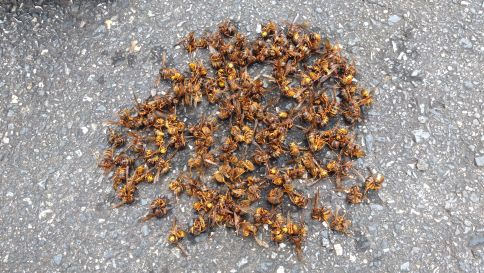 滋賀県蒲生郡竜王町で２階屋根裏に営巣したキイロスズメバチの蜂の巣駆除