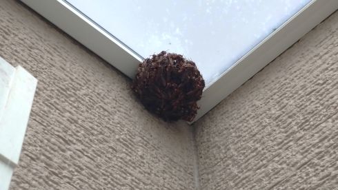 滋賀県米原市でカーポートに営巣したアシナガバチの蜂の巣駆除