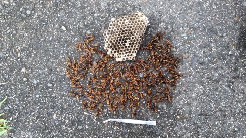 滋賀県米原市でカーポートに営巣したアシナガバチの蜂の巣駆除