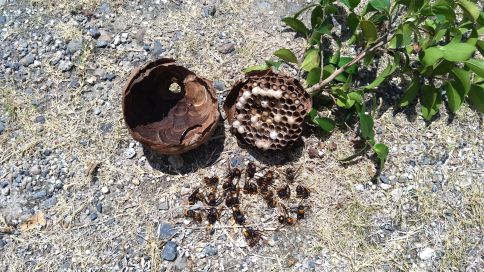 三重県三重郡菰野町で庭木に営巣したコガタスズメバチの蜂の巣駆除