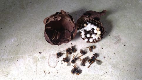三重県三重郡菰野町で倉庫の天井に営巣したコガタスズメバチの蜂の巣駆除