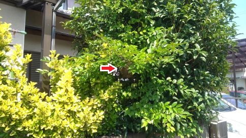 滋賀県犬上郡豊郷町で庭木に営巣したコガタスズメバチのハチの巣駆除