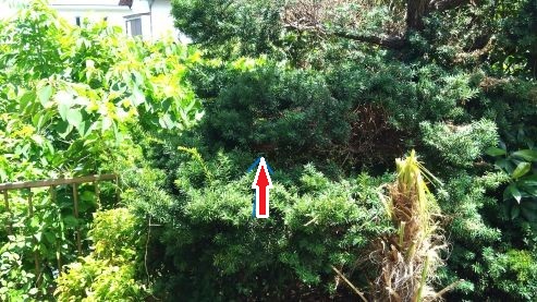 滋賀県犬上郡豊郷町で庭木に営巣したコガタスズメバチのハチの巣駆除