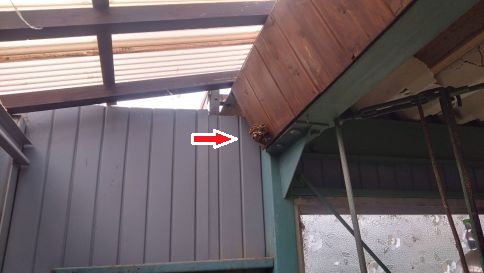 滋賀県犬上郡豊郷町でガレージに営巣したアシナガバチのハチの巣駆除