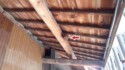 滋賀県近江八幡市で物置の軒下に営巣したコガタスズメバチの蜂の巣駆除