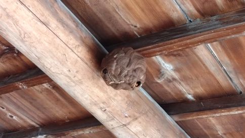 滋賀県近江八幡市で物置の軒下に営巣したコガタスズメバチの蜂の巣駆除