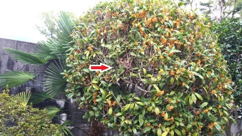 京都府長岡京市で庭木（キンモクセイ）に営巣したコガタスズメバチの蜂の巣駆除
