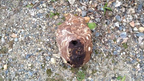 京都府長岡京市で庭木（キンモクセイ）に営巣したコガタスズメバチの蜂の巣駆除