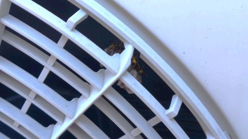 滋賀県長浜市でエアコン室外機内に営巣したアシナガバチの蜂の巣駆除