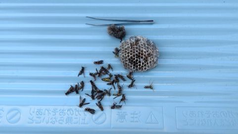滋賀県長浜市でエアコン室外機内に営巣したアシナガバチの蜂の巣駆除