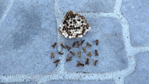 滋賀県高島市でガレージに営巣したアシナガバチの蜂の巣駆除