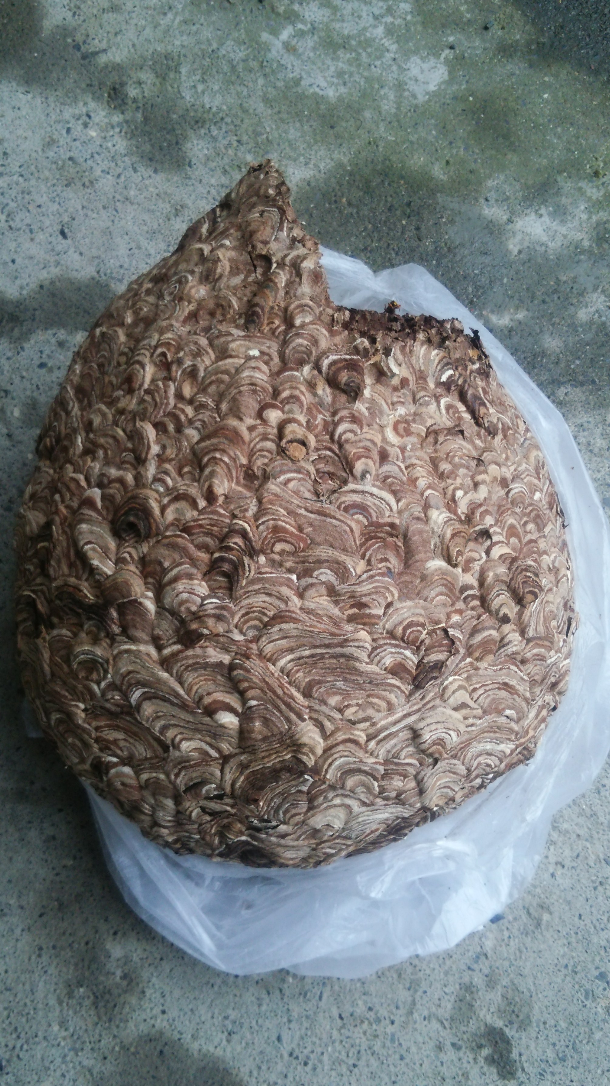 滋賀県高島市で切妻屋根の破風裏に営巣したキイロスズメバチの蜂の巣駆除