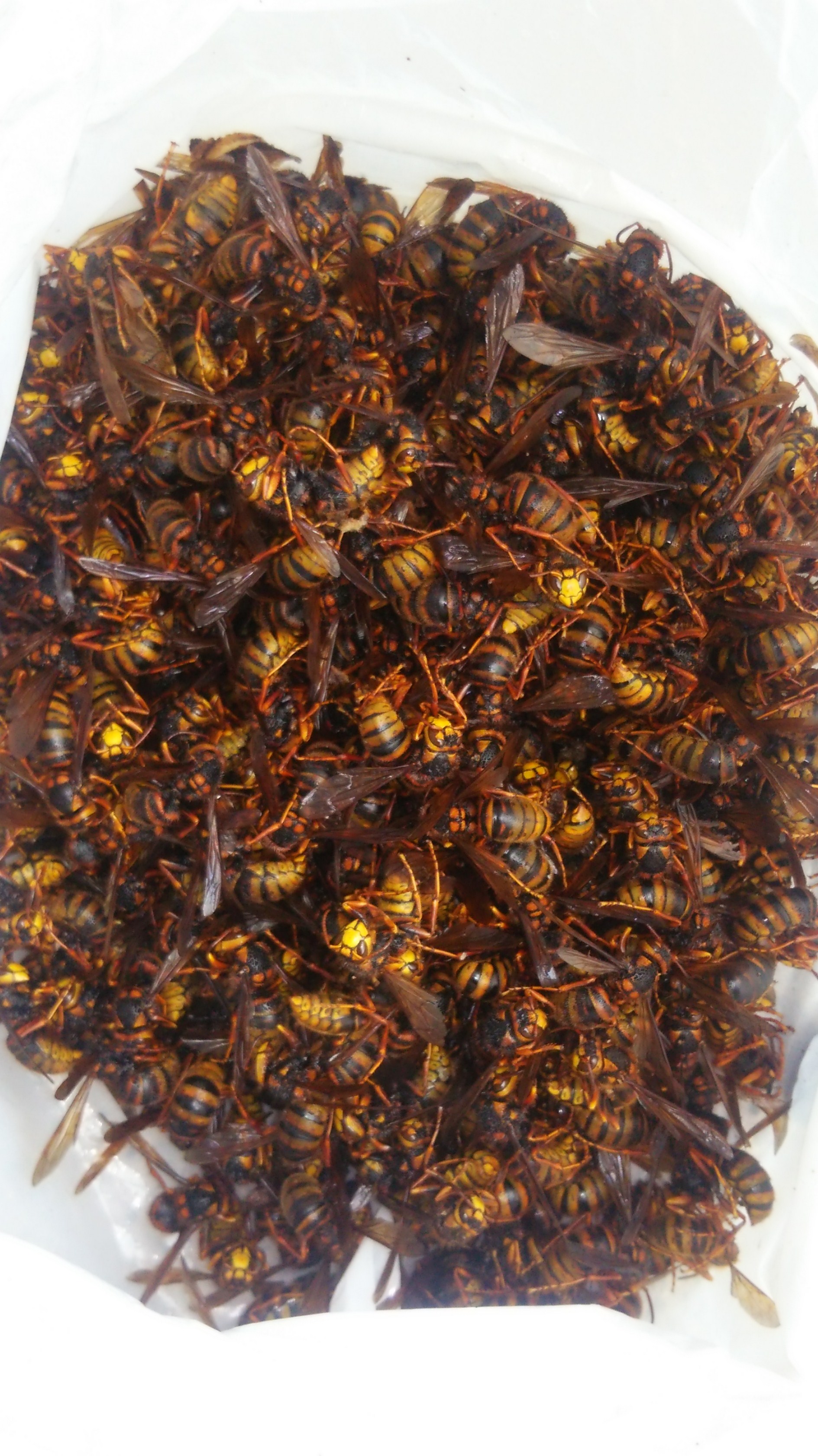 滋賀県高島市で切妻屋根の破風裏に営巣したキイロスズメバチの蜂の巣駆除