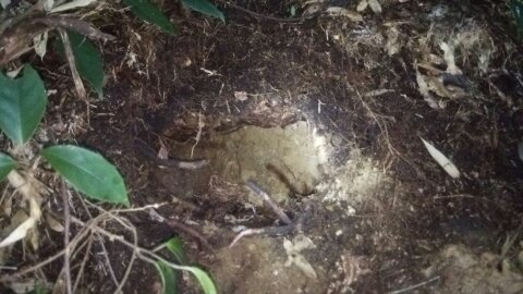 大阪府枚方市で地中に営巣したオオスズメバチの蜂の巣駆除