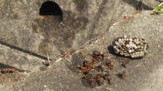 滋賀県大津市で擁壁の水抜き穴に営巣したアシナガバチの蜂の巣駆除