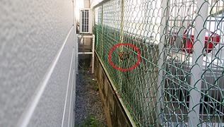 京都府京都市南区でメッシュフェンスに営巣したアシナガバチの蜂の巣駆除