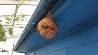 三重県伊賀市でベランダ上部の軒先に営巣したキイロスズメバチの蜂の巣駆除