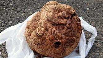 三重県伊賀市でベランダ上部の軒先に営巣したキイロスズメバチの蜂の巣駆除
